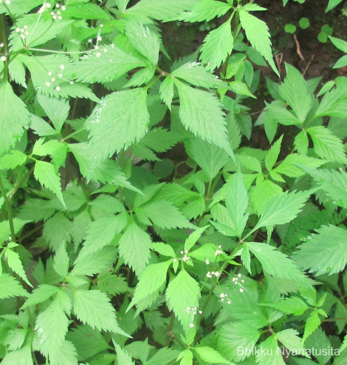 Pimpinella heyneana (DC.) Benth. & Hook.f.